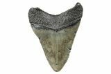 Serrated, Fossil Megalodon Tooth - North Carolina #273948-1